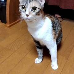 ずっとのお家探してます！