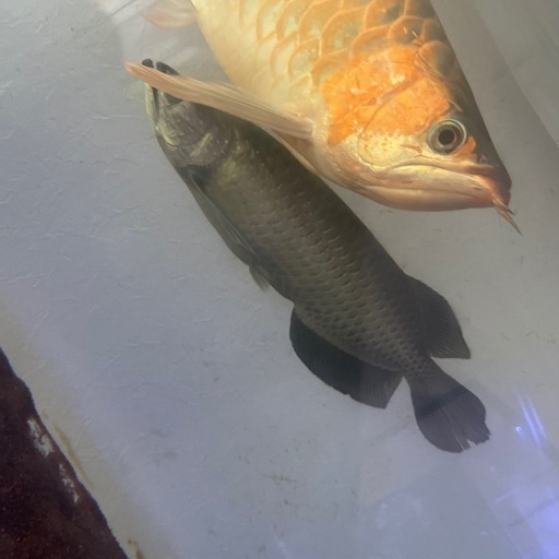 ※早い者勝ち　ノーザンバラムンディ