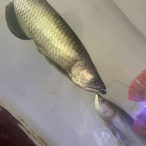 ※早い者勝ち　ノーザンバラムンディ