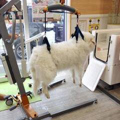 ワンダフロ USA24｜犬のセルフ式お風呂