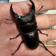 【取引決定】ホペイオオクワガタ　新成虫ペア