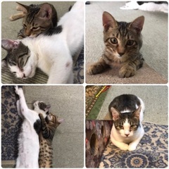 庭に現れた親子猫里親募集！！