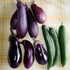 朝採り野菜！無料！32/24