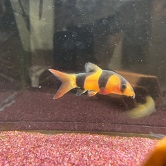 熱帯魚譲ります　クラウンローチの画像