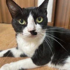 甘えん坊女の子(=^ェ^=)膝乗り大好き！