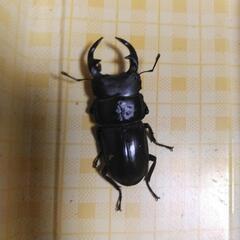 産地不明小さいオオクワガタまとめて５匹の画像