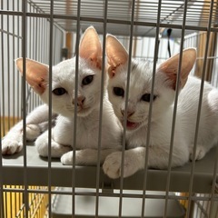保護猫　白猫2匹 - 水俣市