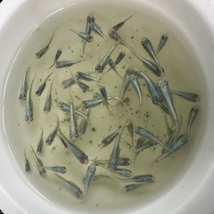 メダカ【幹之】若魚　１０匹(1匹単価１００円) １０匹〜の画像