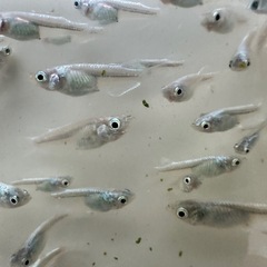 メダカ【幹之】若魚　１０匹(1匹単価１００円) １０匹〜の画像