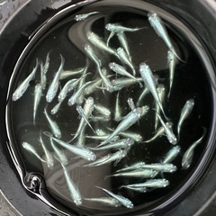 メダカ【幹之】若魚　１０匹(1匹単価１００円) １０匹〜の画像
