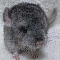 【良血統◎】チンチラベビー販売 .*　スタンダードグレー(♀)【...