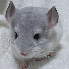 【良血統◎】チンチラベビー販売 .* ウィルソンホワイト アンゴ...
