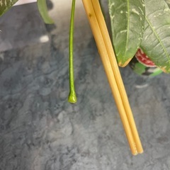 パキラミルキーウェイ　カット苗　発根なしの画像