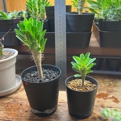 ギラウミニアナ　実生　の画像