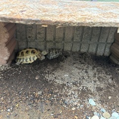 リクガメ飼育している方いますか？ - 友達