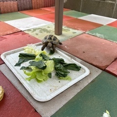 リクガメ飼育している方いますか？ − 千葉県