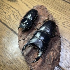 ㊱オオクワガタ ペア