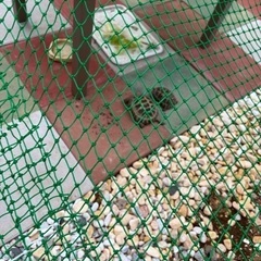 リクガメ飼育している方いますか？ - メンバー募集