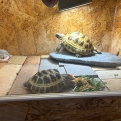リクガメ飼育している方いますか？ - 浦安市