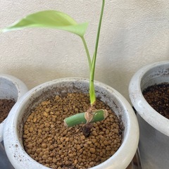 斑入りモンステラボルシギアナ②