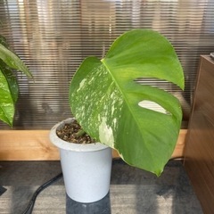斑入りモンステラボルシギアナ②の画像