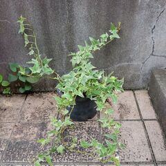 アイビー　斑入り　鉢植え
