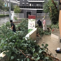 ユーカリ大量にあります、