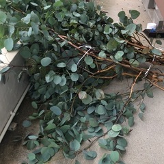 ユーカリ大量にあります、の画像