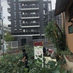 ユーカリ大量にあります、の画像