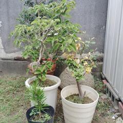植木激安販売中！