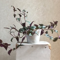 観葉植物/トラディスカンティア・セブリナ3号白鉢　手渡し