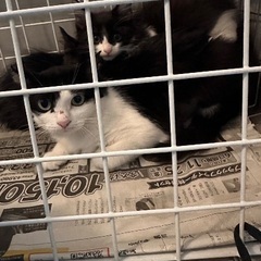 子猫2匹　里親募集