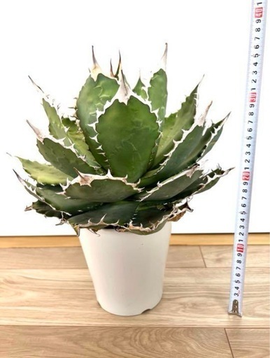 30cm超】Agave titanota FO-76 アガベ チタノタ