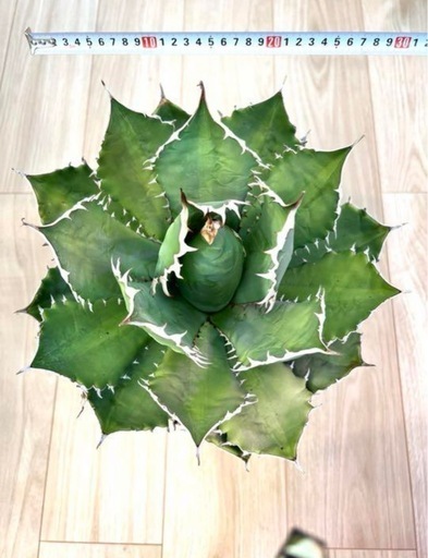 【30cm超】Agave titanota FO-76 アガベ チタノタ