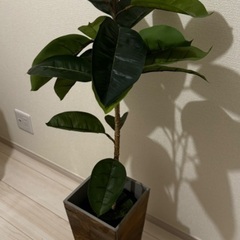 人工観葉植物の画像