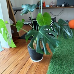 モンステラ