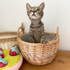 ずっとの家族が決まりました❣️やまちゃん❣️優しい性格✨キジの男...