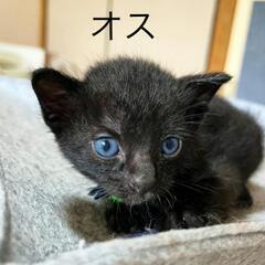 緑鈴　オス　里親募集