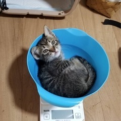 双子の兄妹