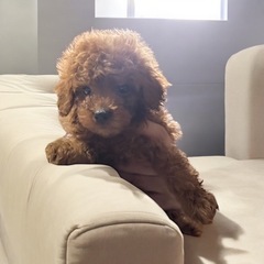 ⭐️トイプー⭐️タイニー