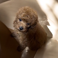 ⭐️トイプー⭐️タイニー - ペット