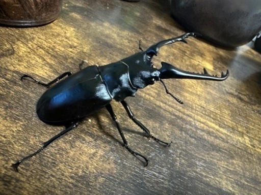 クワガタ【早い者勝ち♪】大型ギラファノコギリクワガタペア