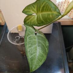 (Macカップ)１本ㅤシンゴニウム 水挿し 観葉植物