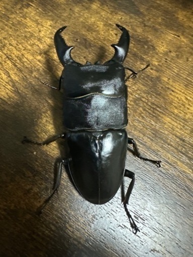 クワガタ【早い者勝ち♪】パラワンオオヒラタクワガタ単品