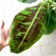 観葉植物・果樹/三尺バナナ ムサドワーフ・キャベンディッシュ  引取限定の画像