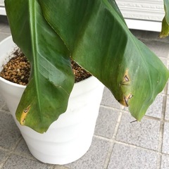 観葉植物・果樹/三尺バナナ ムサドワーフ・キャベンディッシュ  引取限定の画像