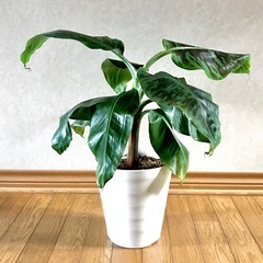 観葉植物・果樹/三尺バナナ ムサドワーフ・キャベンディッシュ  引取限定の画像