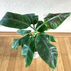 観葉植物・果樹/三尺バナナ ムサドワーフ・キャベンディッシュ  引取限定の画像
