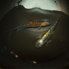 メダカ　オーロラ黄ラメ✖️華蓮鰭長