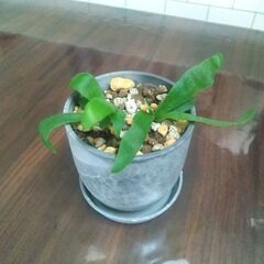 コウモリラン（ミニサイズ）観葉植物